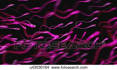 Human sperm, illustration View Large Photo Image Picture - Human sperm, illustration. Fotosearch
