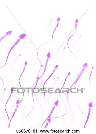 Human sperm, illustration View Large Photo Image Stock Image - Human sperm, illustration. Fotosearch