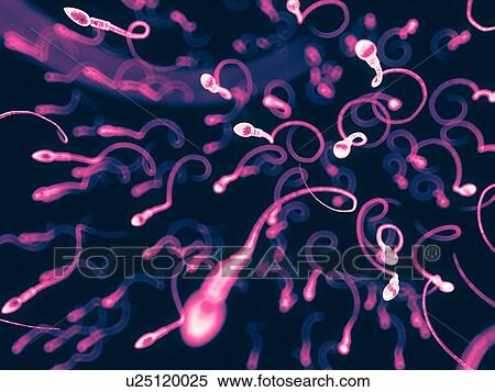 Stock Photography - Human sperm, illustration. Fotosearch