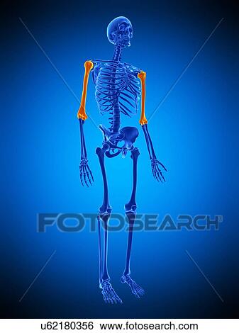 Humerus bones, illustration View Large Photo Image Stock Photograph - Humerus bones, illustration. Fotosearch