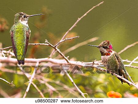 Hummingbirds View Large Photo Image Stock Photo - Hummingbirds. Fotosearch