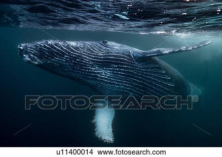 Picture - Humpback Whale calf playing on surface of ocean, Port St. Johns, South Africa. Fotosearch