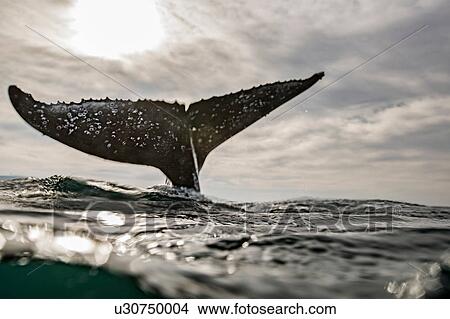 Humpback Whale calf playing on surface of ocean, Port St. Johns, South Africa View Large Photo Image Picture - Humpback Whale calf playing on surface of ocean, Port St. Johns, South Africa. Fotosearch