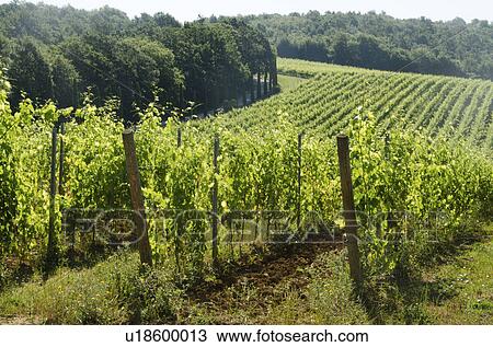 Italy, Montepulciano, Grape bushes in vineyard View Large Photo Image Stock Image - Italy, Montepulciano, Grape bushes in vineyard. Fotosearch