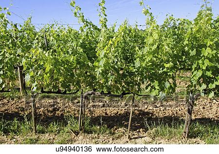 Stock Photograph - Italy, Montepulciano, Grape plants in vineyard. Fotosearch