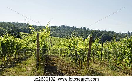 Stock Image - Italy, Montepulciano, Sunny day over vineyard. Fotosearch