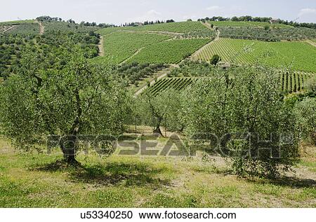Stock Image - Italy, Tuscany, Pienza, Landscape with olive trees. Fotosearch