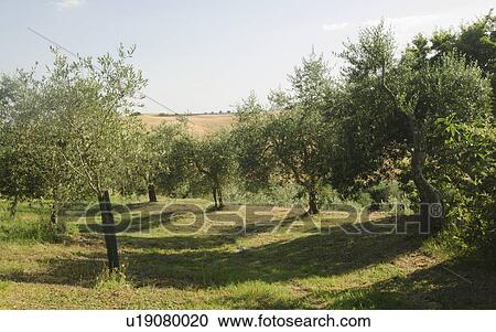 Italy, Tuscany, Pienza, Olive tree in field View Large Photo Image Stock Image - Italy, Tuscany, Pienza, Olive tree in field. Fotosearch