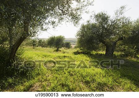 Italy, Tuscany, Pienza, Olive tree in field View Large Photo Image Stock Image - Italy, Tuscany, Pienza, Olive tree in field. Fotosearch