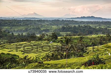 Stock Photography - Jatiluwih, Bali, Indonesia. Fotosearch