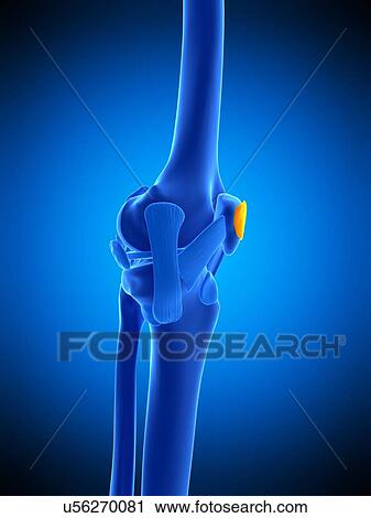 Knee bursa, illustration View Large Photo Image Stock Image - Knee bursa, illustration. Fotosearch