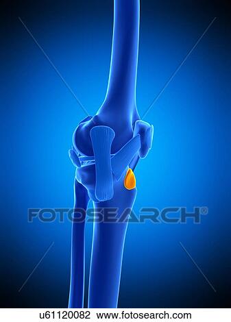 Stock Image - Knee bursa, illustration. Fotosearch