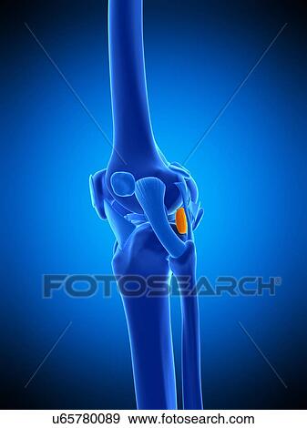 Knee bursa, illustration View Large Photo Image Stock Photo - Knee bursa, illustration. Fotosearch
