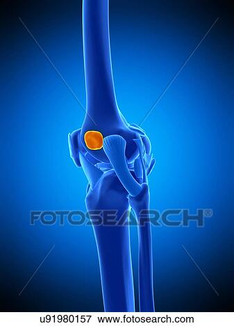 Stock Photo - Knee bursa, illustration. Fotosearch