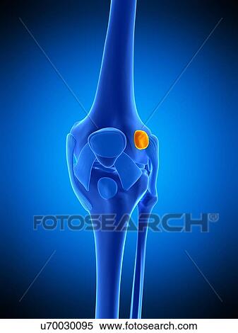 Stock Photography - Knee bursa, illustration. Fotosearch