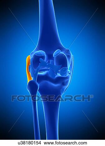 Knee ligament, illustration View Large Photo Image Picture - Knee ligament, illustration. Fotosearch