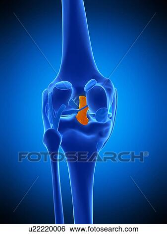 Stock Photograph - Knee ligament, illustration. Fotosearch