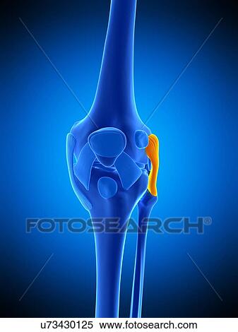 Stock Photography - Knee ligament, illustration. Fotosearch