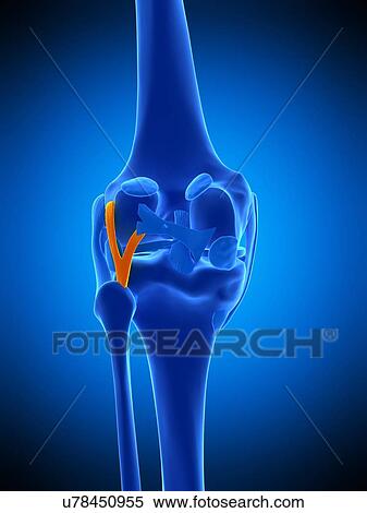 Knee ligament, illustration View Large Photo Image Stock Photography - Knee ligament, illustration. Fotosearch
