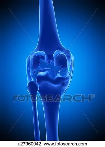 Stock Image - Knee ligaments, illustration. Fotosearch