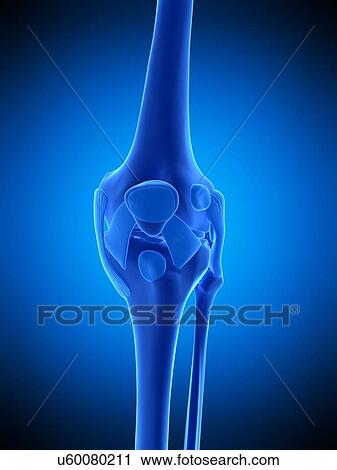 Knee ligaments, illustration View Large Photo Image Stock Image - Knee ligaments, illustration. Fotosearch