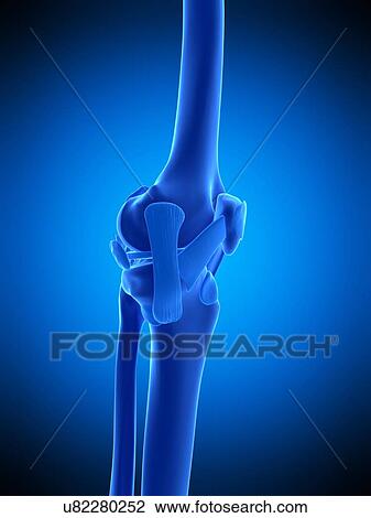 Stock Image - Knee ligaments, illustration. Fotosearch