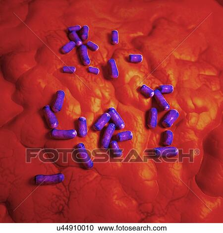 Lactobacillus, illustration View Large Photo Image Stock Image - Lactobacillus, illustration. Fotosearch