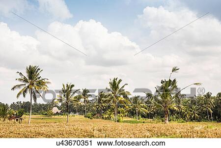 Landscape with palms, Gili Meno, Lombok, Indonesia View Large Photo Image Stock Image - Landscape with palms, Gili Meno, Lombok, Indonesia. Fotosearch