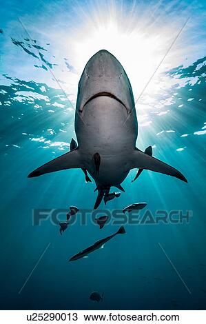 Stock Image - Large Oceanic Blacktip Shark (Carcharhinus Limbatus) swimming near surface of ocean, Aliwal Shoal, South Africa. Fotosearch