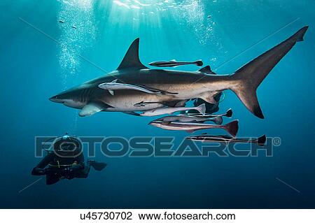 Stock Image - Large Oceanic Blacktip Shark (Carcharhinus Limbatus) circling diver, Aliwal Shoal, South Africa. Fotosearch
