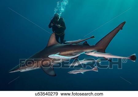 Stock Photo - Large Oceanic Blacktip Shark (Carcharhinus Limbatus) circling diver, Aliwal Shoal, South Africa. Fotosearch