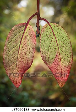 Stock Image - Leaves in shape of lungs. Fotosearch