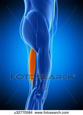 Leg muscle, illustration View Large Photo Image Picture - Leg muscle, illustration. Fotosearch