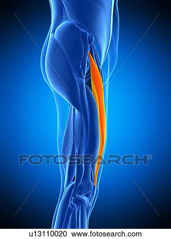Stock Image - Leg muscle, illustration. Fotosearch