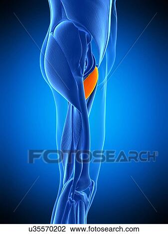 Leg muscle, illustration View Large Photo Image Stock Image - Leg muscle, illustration. Fotosearch