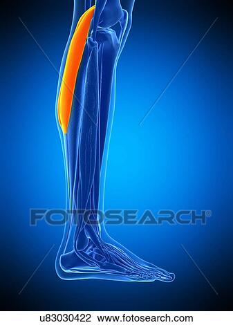 Leg muscle, illustration View Large Photo Image Stock Image - Leg muscle, illustration. Fotosearch
