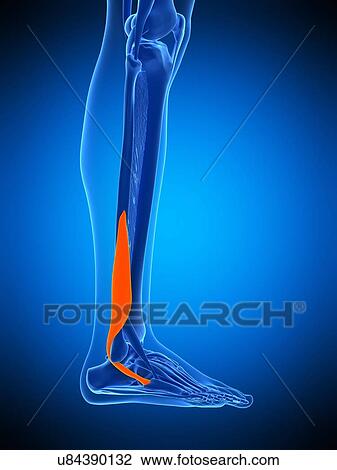 Stock Image - Leg muscle, illustration. Fotosearch
