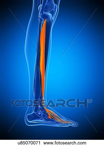 Stock Image - Leg muscle, illustration. Fotosearch