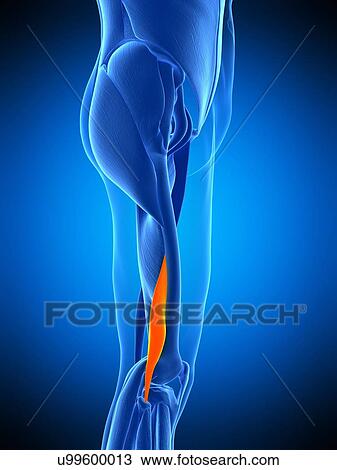 Leg muscle, illustration View Large Photo Image Stock Image - Leg muscle, illustration. Fotosearch