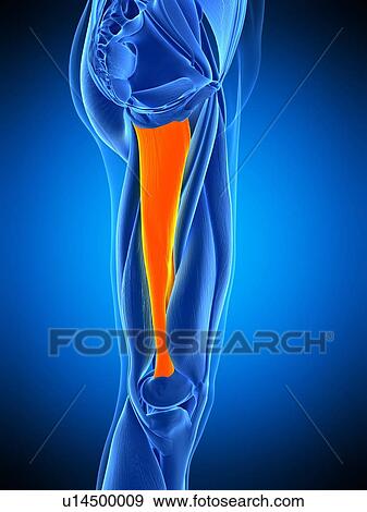 Leg muscle, illustration View Large Photo Image Stock Photo - Leg muscle, illustration. Fotosearch