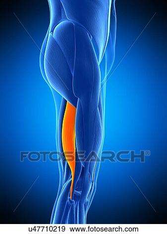 Stock Photo - Leg muscle, illustration. Fotosearch