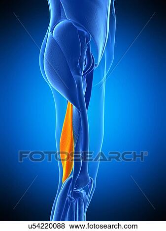Leg muscle, illustration View Large Photo Image Stock Photo - Leg muscle, illustration. Fotosearch