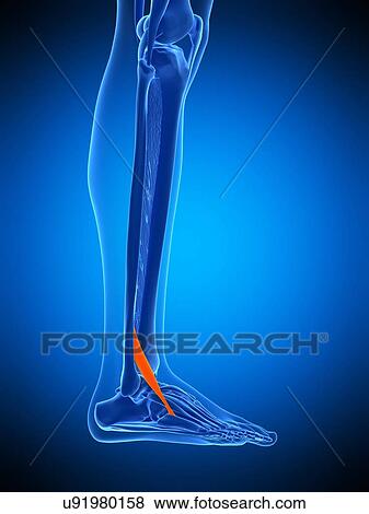 Leg muscle, illustration View Large Photo Image Stock Photo - Leg muscle, illustration. Fotosearch