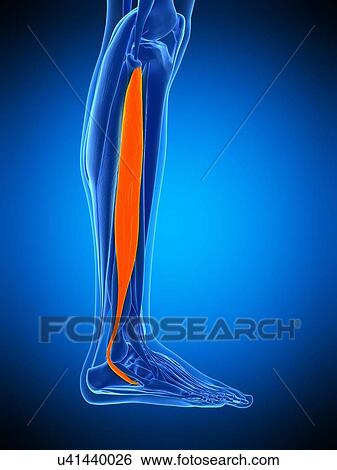 Leg muscle, illustration View Large Photo Image Stock Photograph - Leg muscle, illustration. Fotosearch
