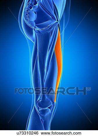 Stock Photograph - Leg muscle, illustration. Fotosearch