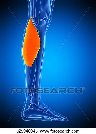 Leg muscle, illustration View Large Photo Image Stock Photography - Leg muscle, illustration. Fotosearch