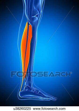 Leg muscle, illustration View Large Photo Image Stock Photography - Leg muscle, illustration. Fotosearch