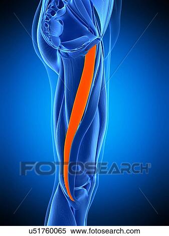 Leg muscle, illustration View Large Photo Image Stock Photography - Leg muscle, illustration. Fotosearch