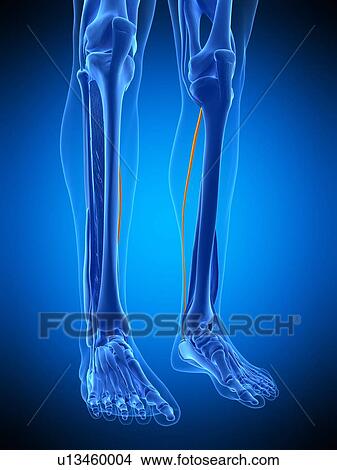 Leg muscles, illustration View Large Photo Image Picture - Leg muscles, illustration. Fotosearch