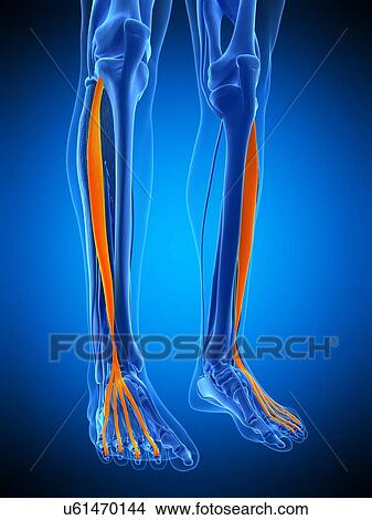 Leg muscles, illustration View Large Photo Image Picture - Leg muscles, illustration. Fotosearch